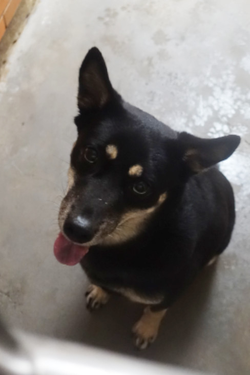宜蘭縣待認養狗 混種犬