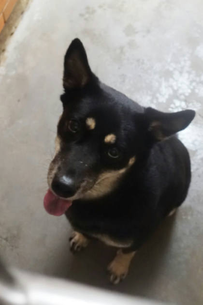 宜蘭縣待認養狗｜混種犬｜黑棕色｜母