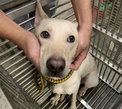 台北市待認養狗｜混種犬｜黃色｜母