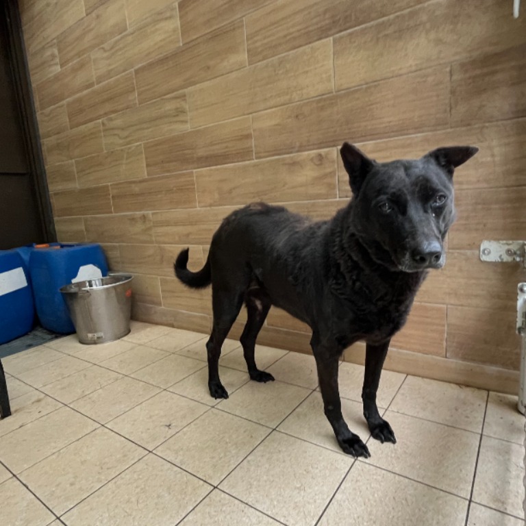 新北市待認養狗 混種犬