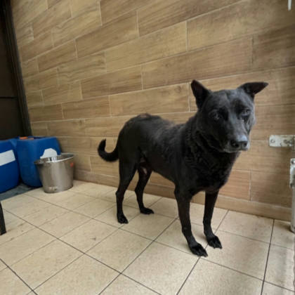 新北市待認養狗｜混種犬｜黑色｜母