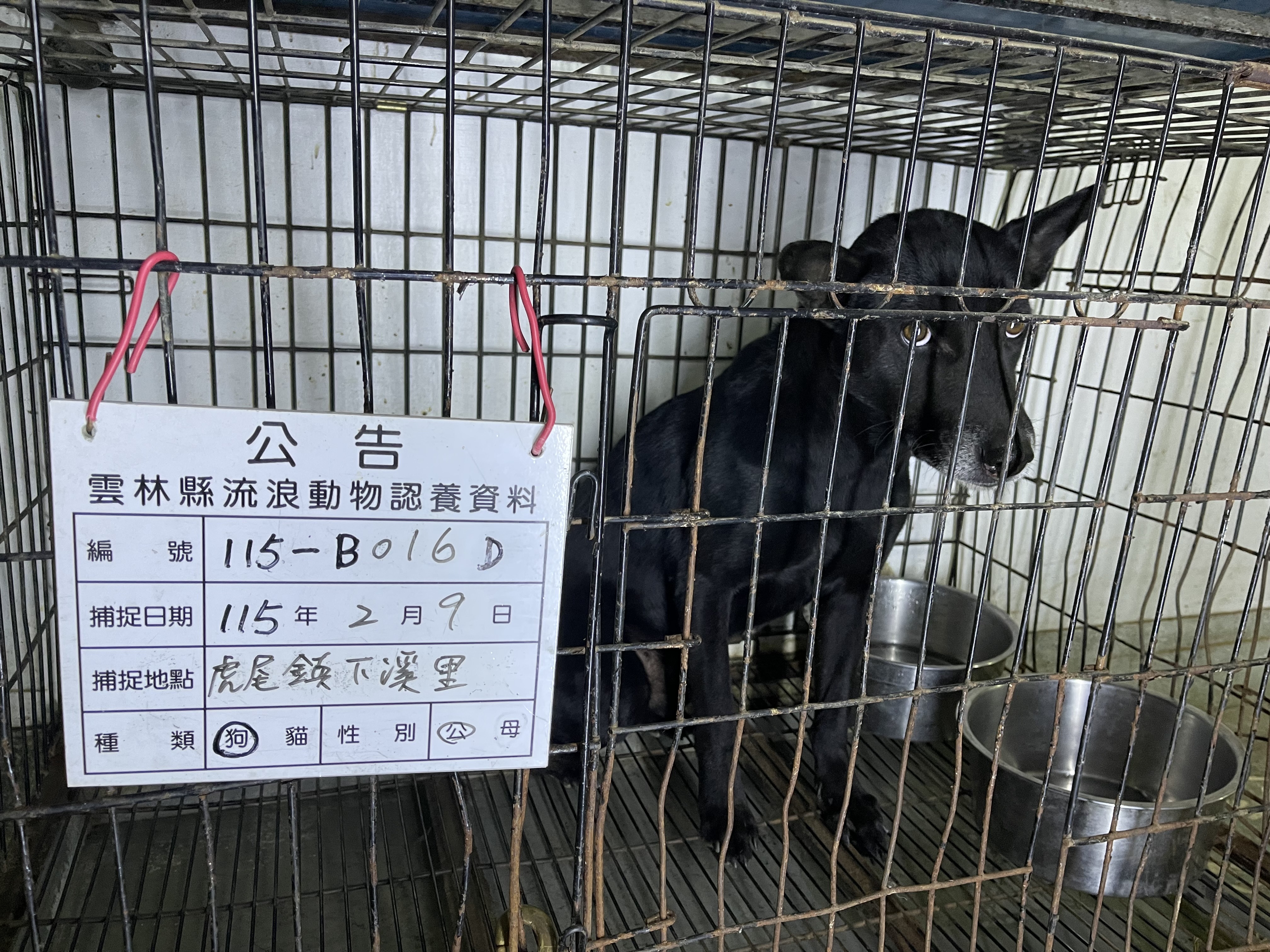 雲林縣待認養狗 混種犬