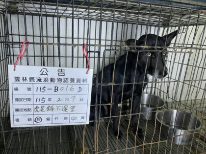 雲林縣待認養狗｜混種犬｜黑色｜公