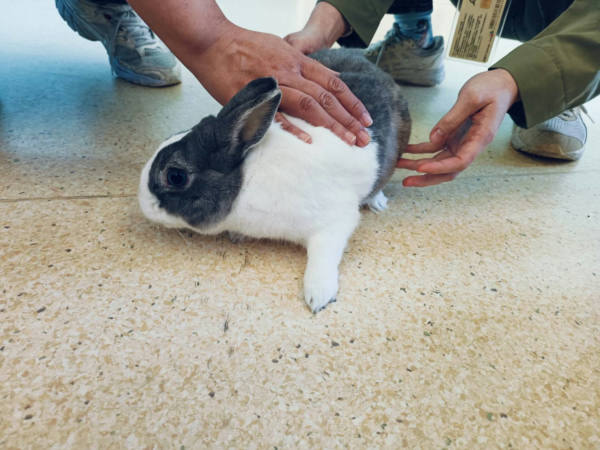 新竹市待認養其他 道奇兔