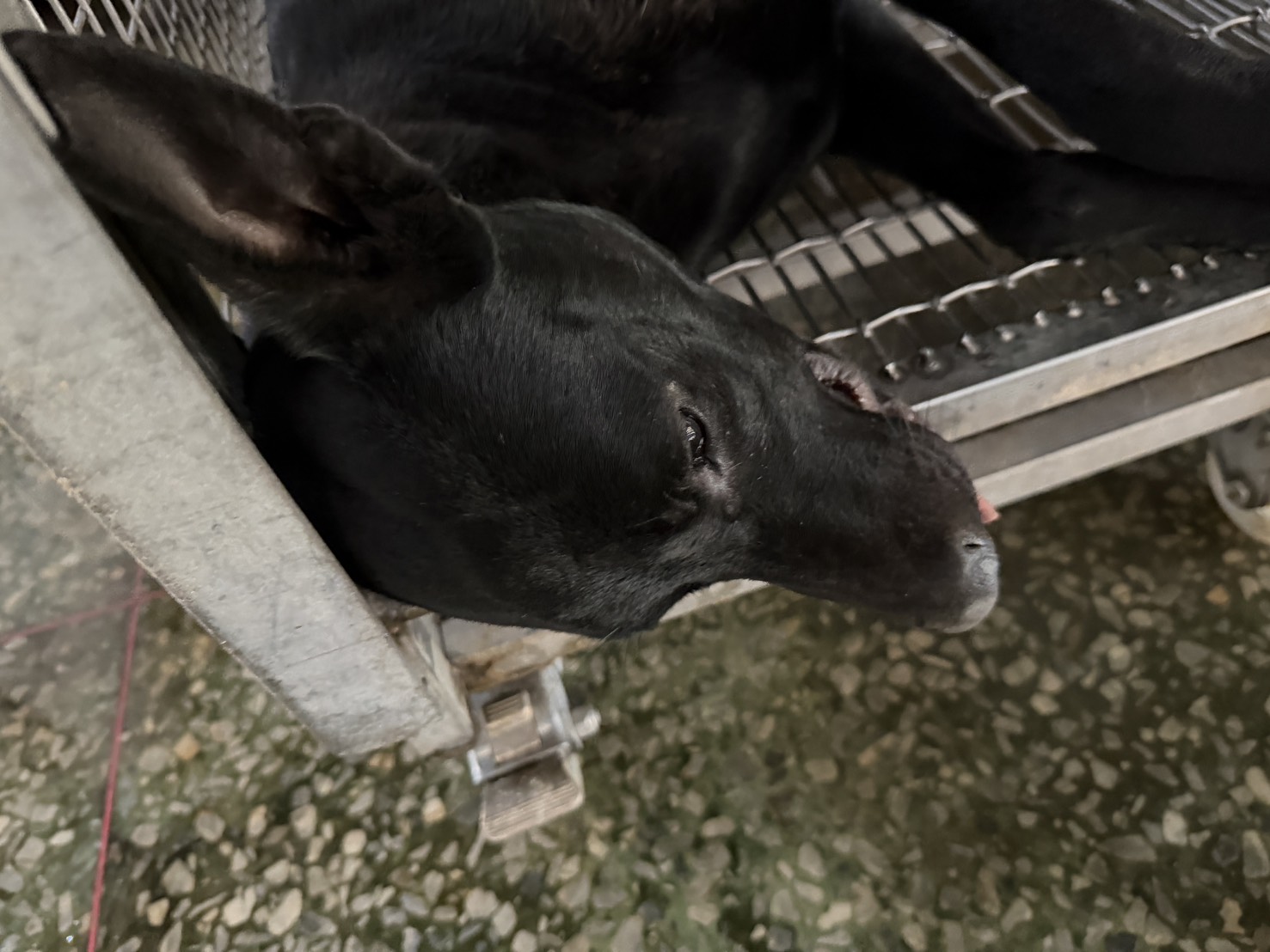 台南市待認養狗 混種犬