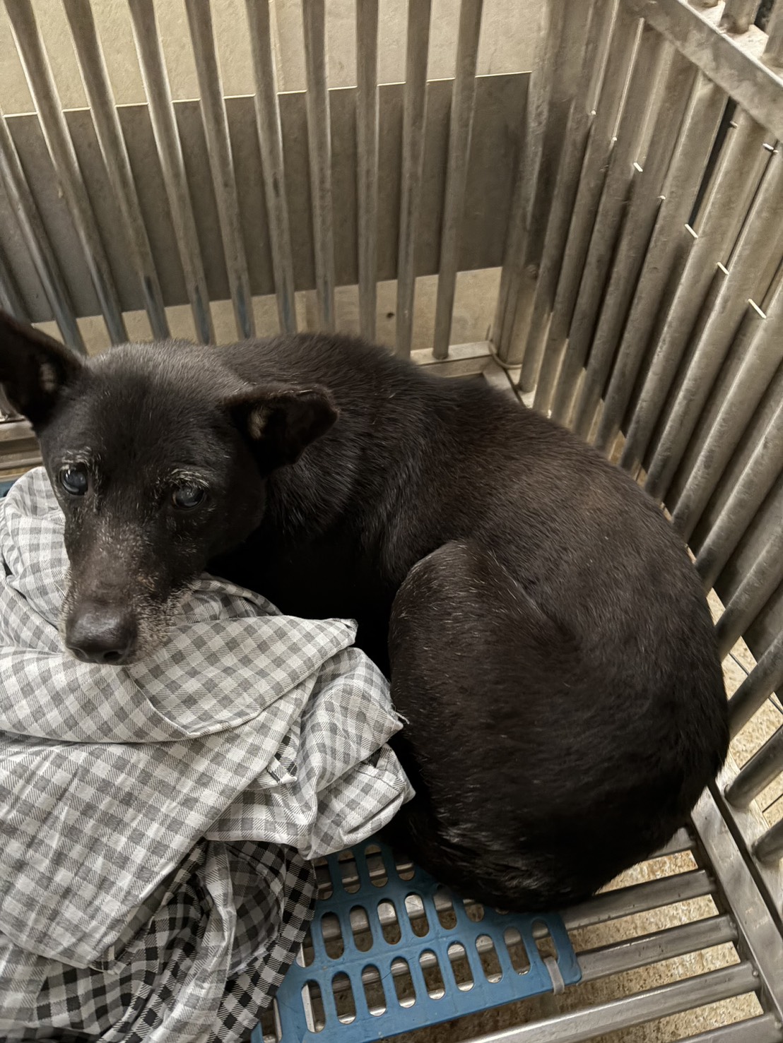 新北市待認養狗 混種犬