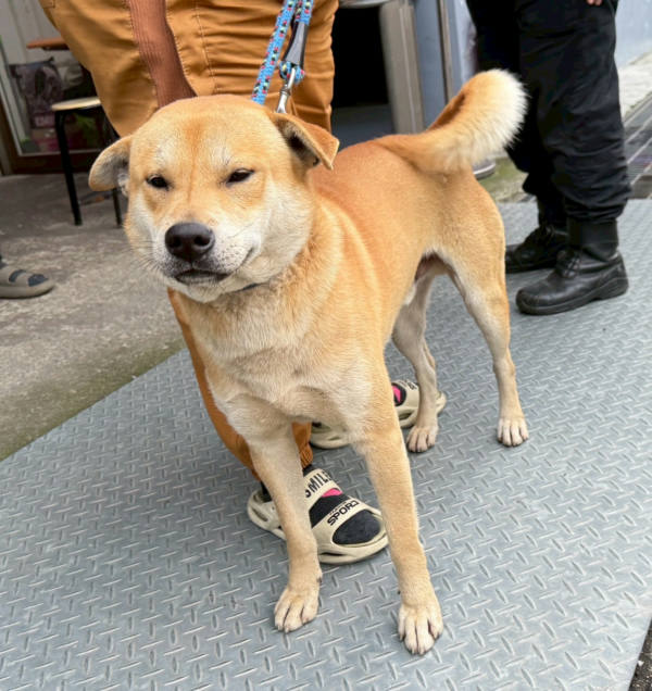 新北市待認養狗 混種犬