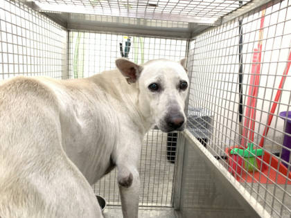 台北市待認養狗｜混種犬｜白色｜公