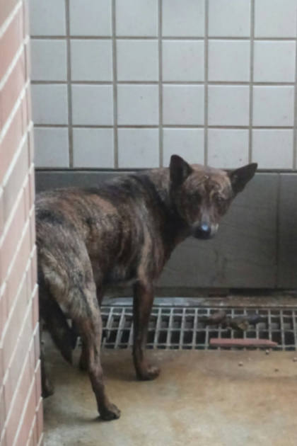 宜蘭縣待認養狗｜混種犬｜虎斑色｜母