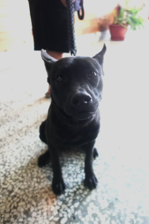 宜蘭縣待認養狗 混種犬