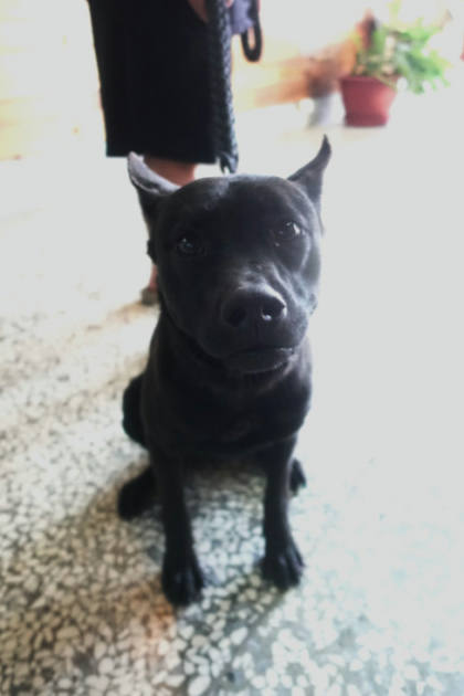 宜蘭縣待認養狗｜混種犬｜黑色｜母