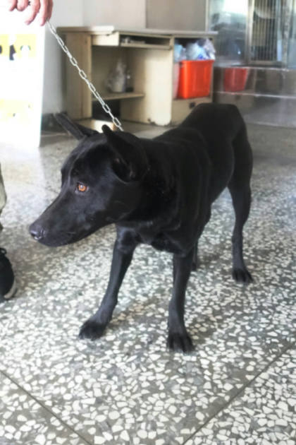 宜蘭縣待認養狗｜混種犬｜黑色｜母