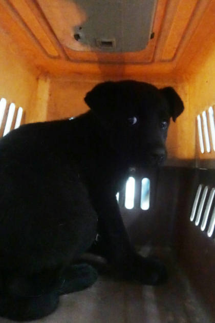 宜蘭縣待認養狗｜混種犬｜黑色｜公
