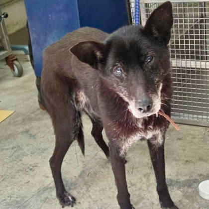 台北市待認養狗｜混種犬｜黑色｜母