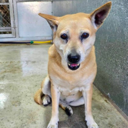 台北市待認養狗｜混種犬｜黃色｜母