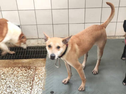 高雄市待認養狗｜混種犬｜黃色｜母