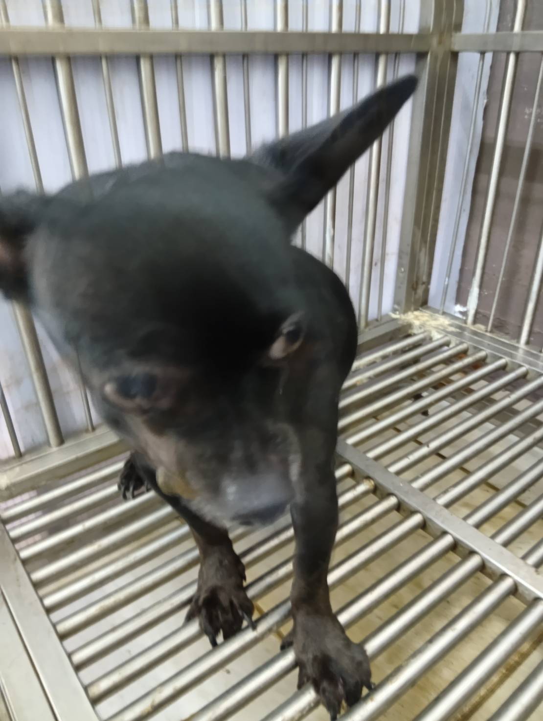 新北市待認養狗 吉娃娃犬