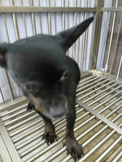新北市待認養狗｜吉娃娃犬｜黑色｜母