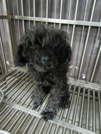 新北市待認養狗｜貴賓犬｜黑色｜母