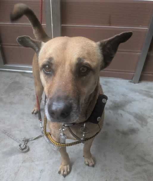 新北市待認養狗 混種犬