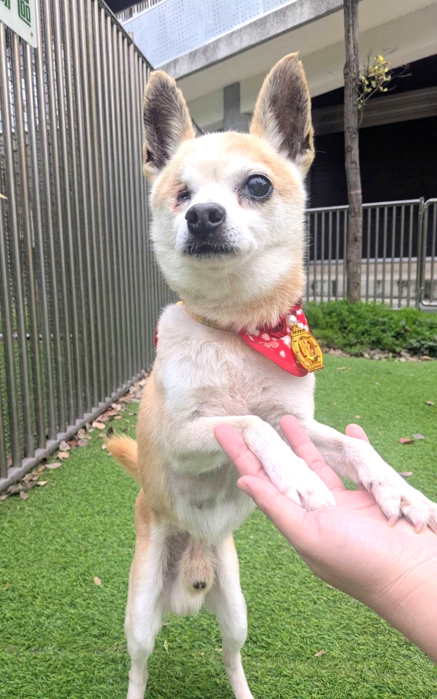 新竹縣待認養狗 吉娃娃犬