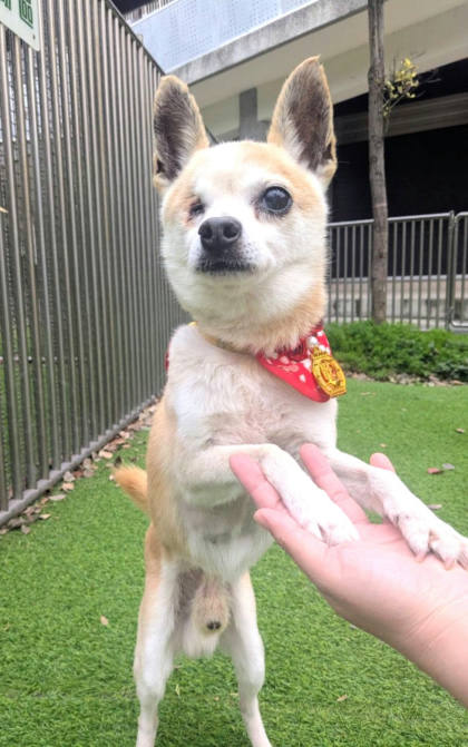 新竹縣待認養狗｜吉娃娃犬｜黃白色｜公