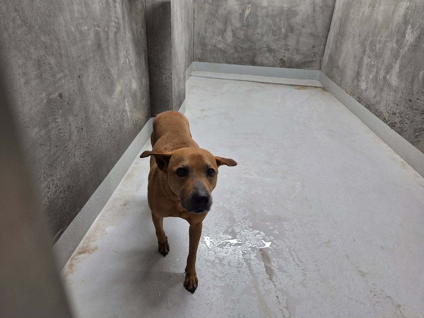 基隆市待認養狗 混種犬