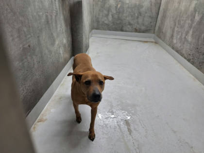 基隆市待認養狗｜混種犬｜棕色｜公