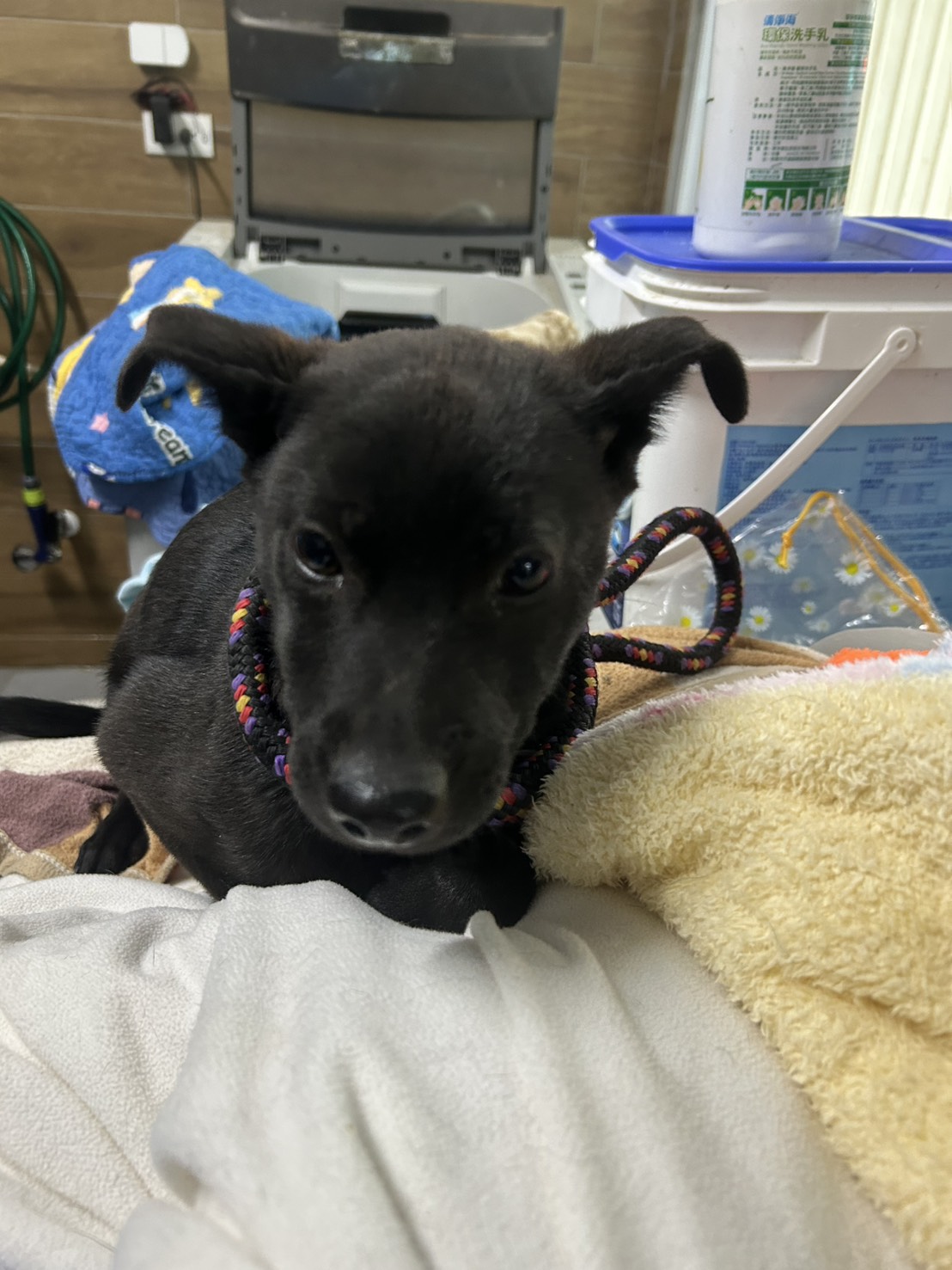 新北市待認養狗 混種犬