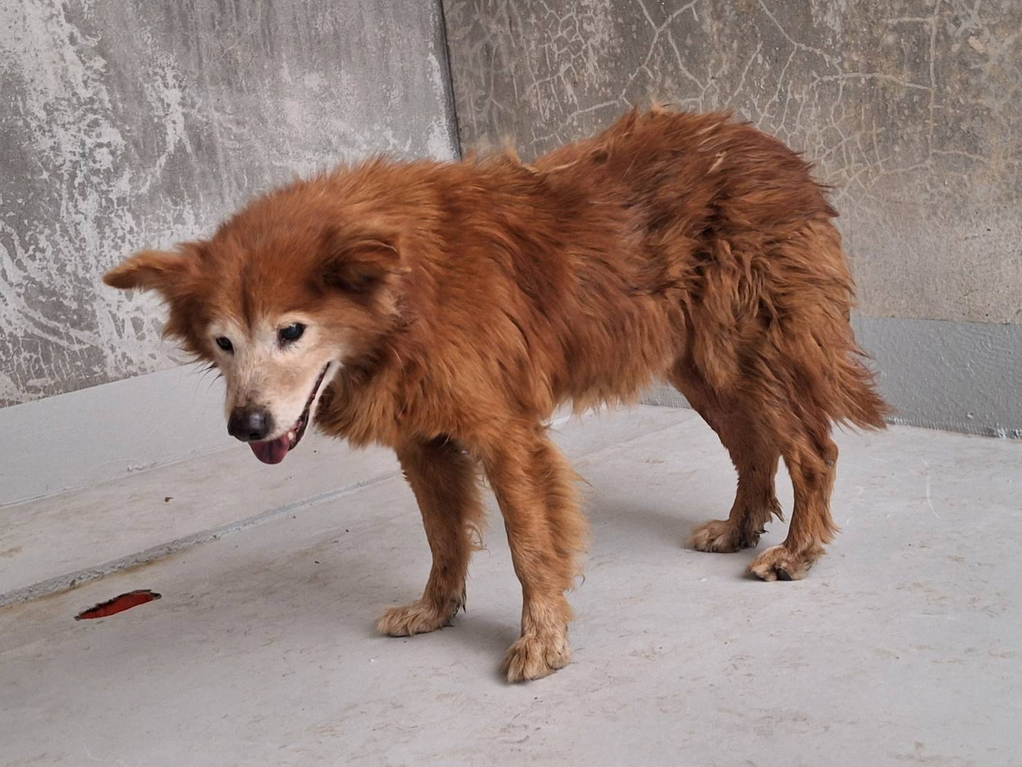 基隆市待認養狗 混種犬