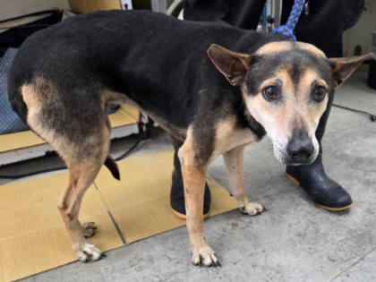 台北市待認養狗｜混種犬｜黑黃色｜母