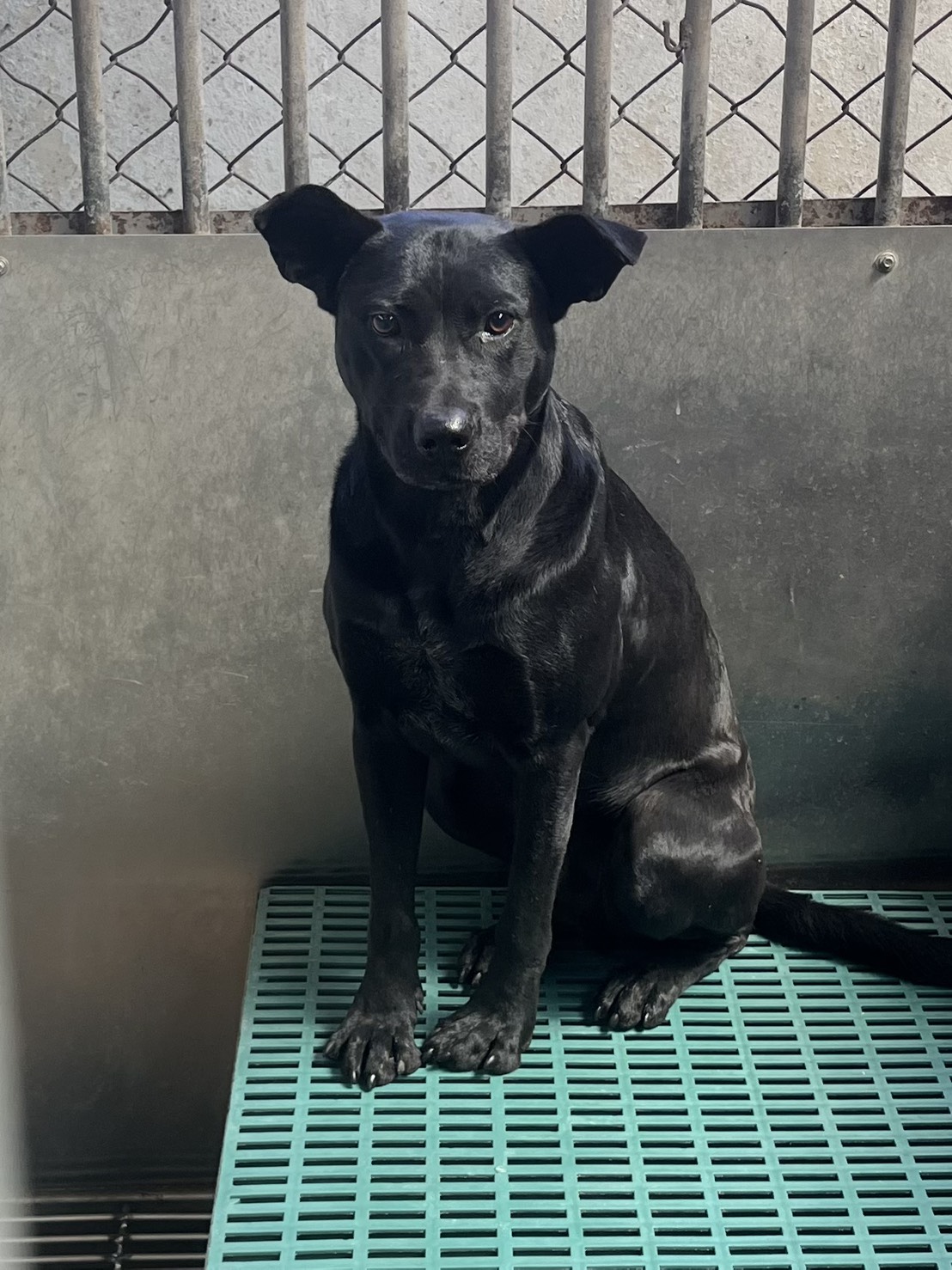 彰化縣待認養狗 混種犬