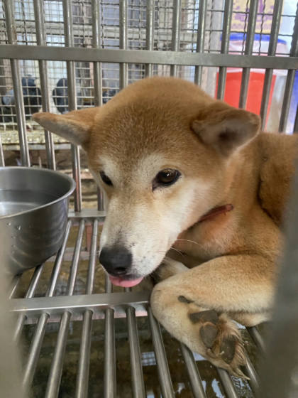 台南市待認養狗｜柴犬｜黃色｜母