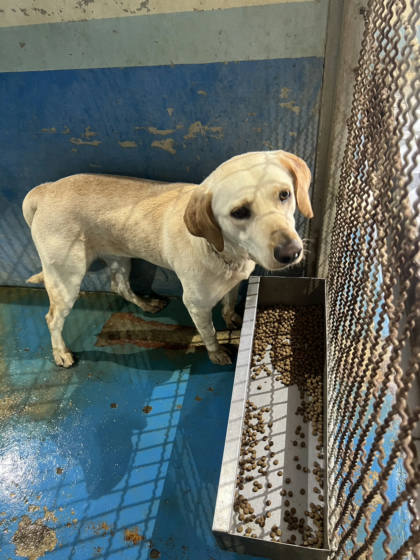 苗栗縣待認養狗｜混種犬｜黃色｜公
