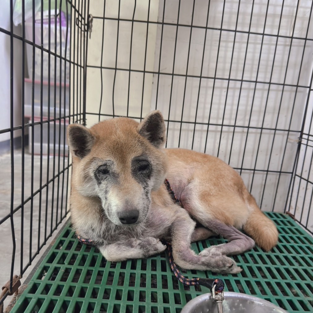 新北市待認養狗 柴犬