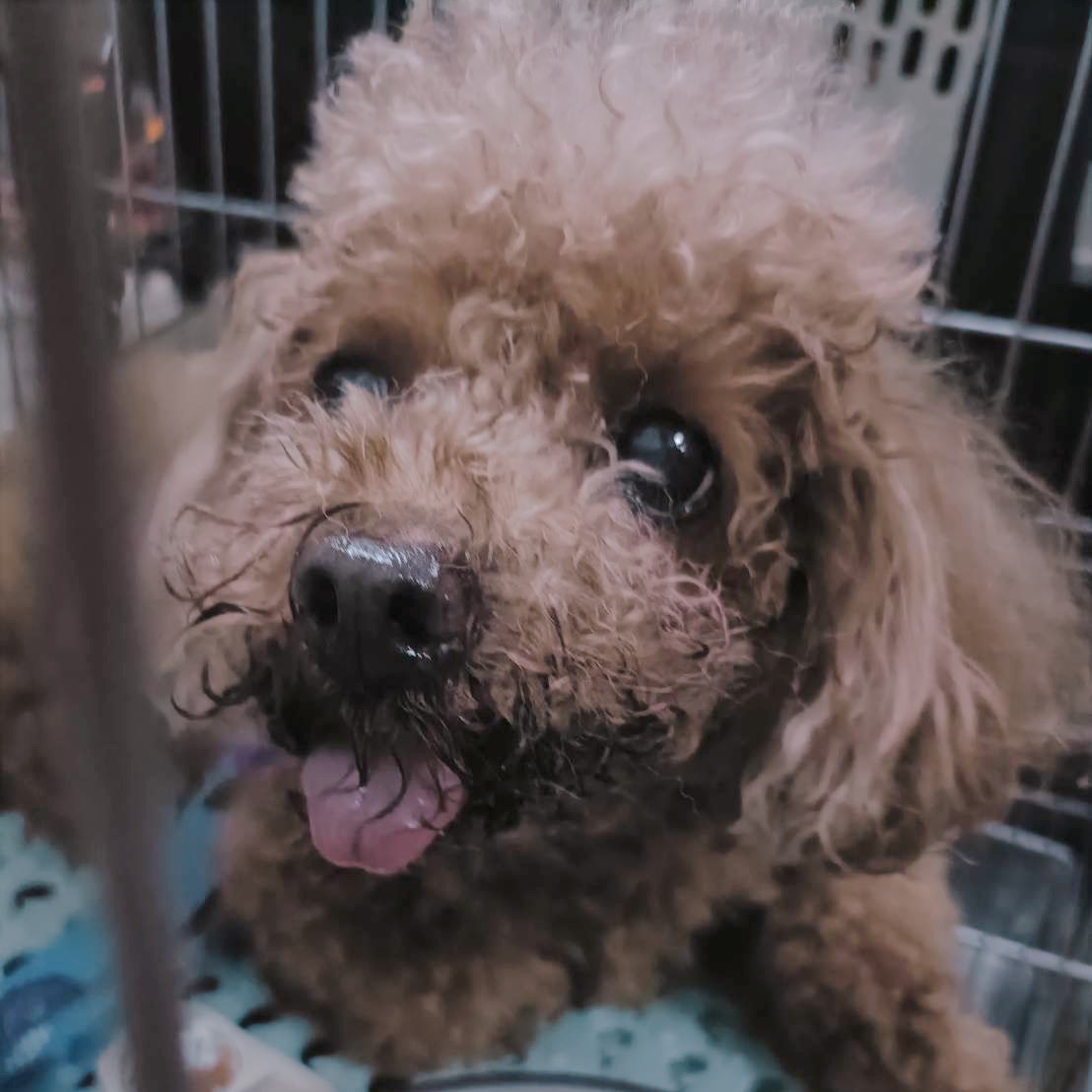 新北市待認養狗 標準貴賓犬