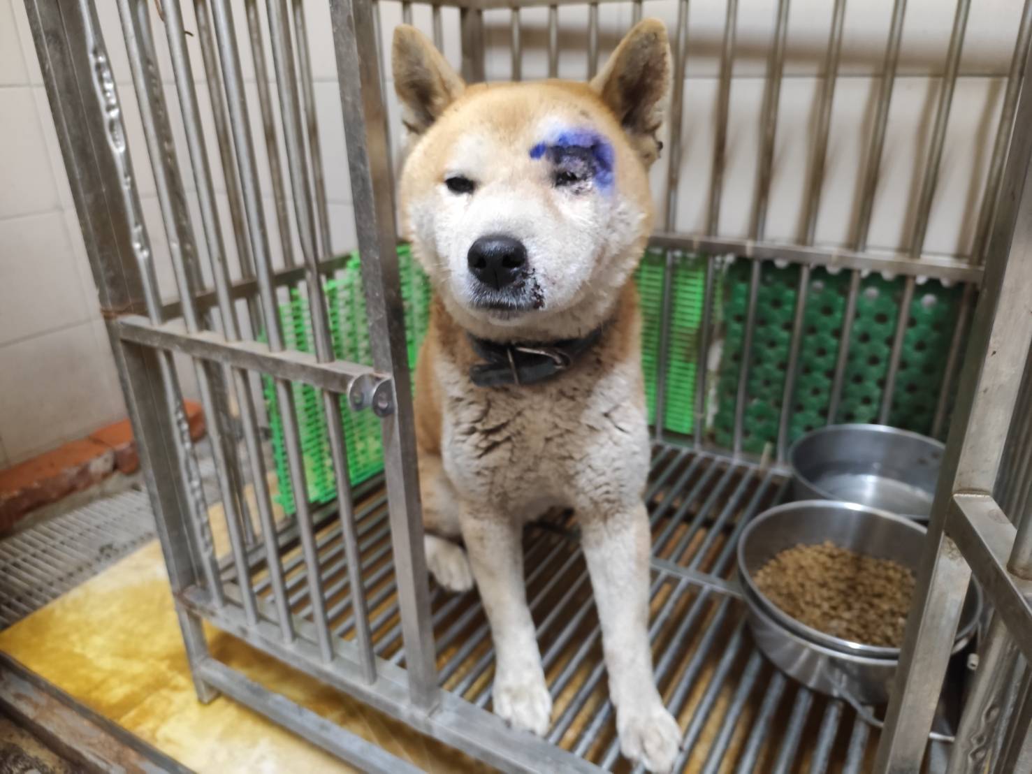 高雄市待認養狗 柴犬