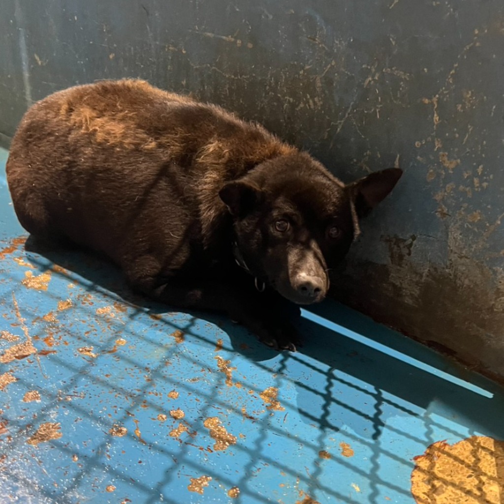 苗栗縣待認養狗 混種犬
