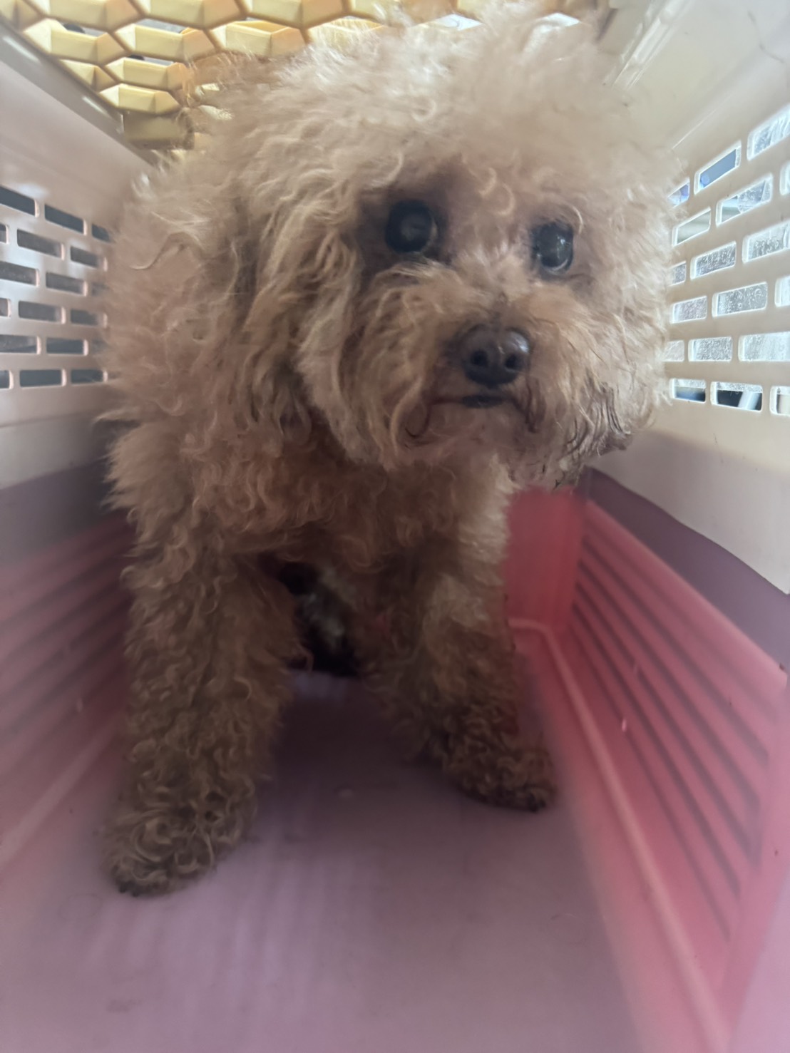 新北市待認養狗 貴賓犬