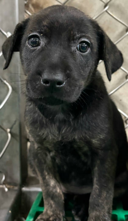 台東縣待認養狗｜混種犬｜黑灰色｜母