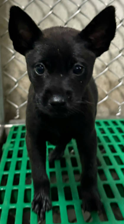 台東縣待認養狗｜混種犬｜黑色｜母