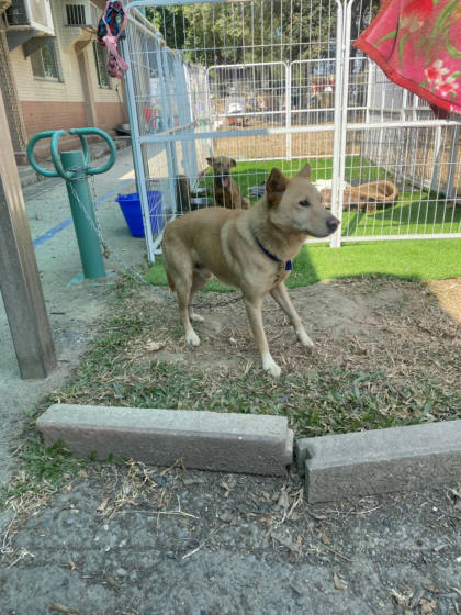 台南市待認養狗｜混種犬｜黃色｜公