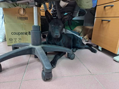 屏東縣待認養狗｜混種犬｜黑色｜母