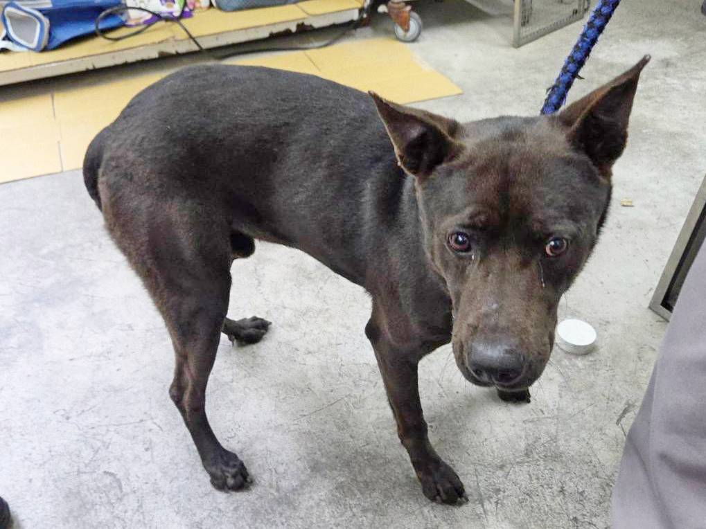 台北市待認養狗 混種犬