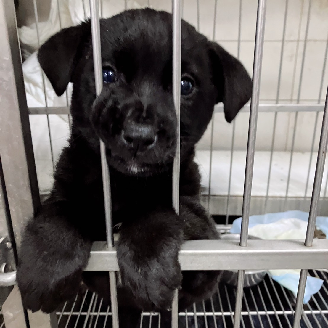 新北市待認養狗 混種犬