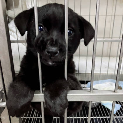 新北市待認養狗｜混種犬｜黑色｜母