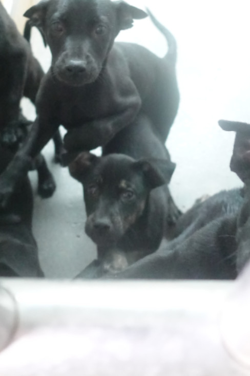 宜蘭縣待認養狗 混種犬