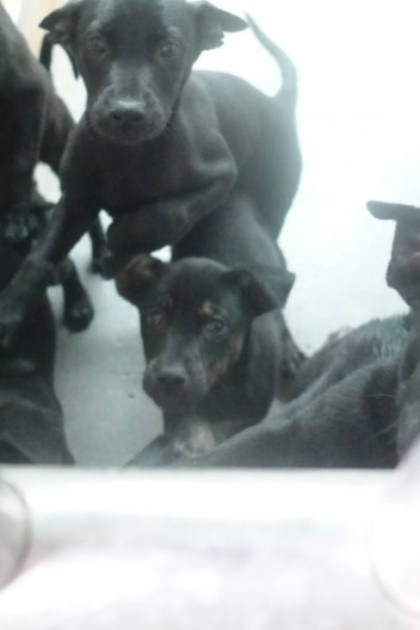 宜蘭縣待認養狗｜混種犬｜黑色