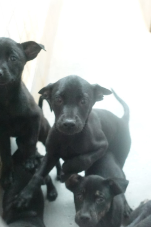 宜蘭縣待認養狗 混種犬