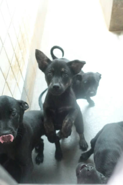 宜蘭縣待認養狗｜混種犬｜黑色
